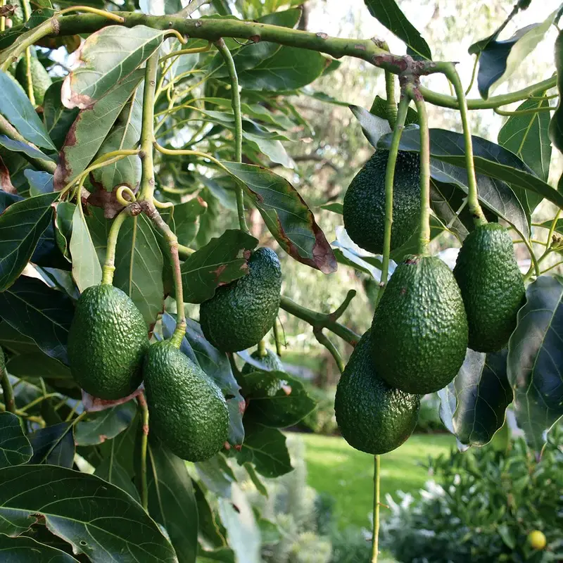 avocado-hass-wavh_c0f0a5e1-3cc2-4391-b540-f467f67e8f1f.webp