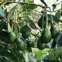 avocado-hass-wavh_c0f0a5e1-3cc2-4391-b540-f467f67e8f1f.webp