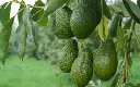 thumb_avocado_revolution_5d8e74064a924.webp