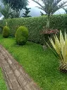 Buffalo grass 2.webp