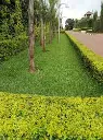 Buffalo grass 3.webp