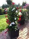 Mandevilla 2.webp