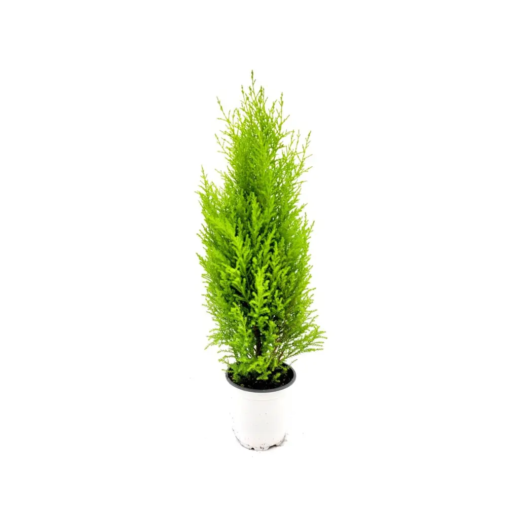 Lemon Cypress Tree 3.webp