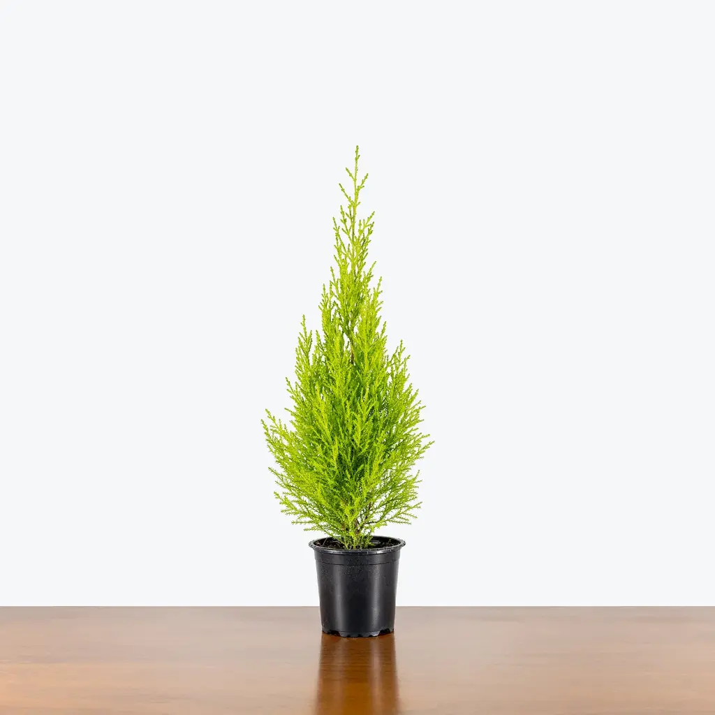 Lemon Cypress Tree 2.webp