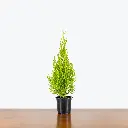 Lemon Cypress Tree 2.webp
