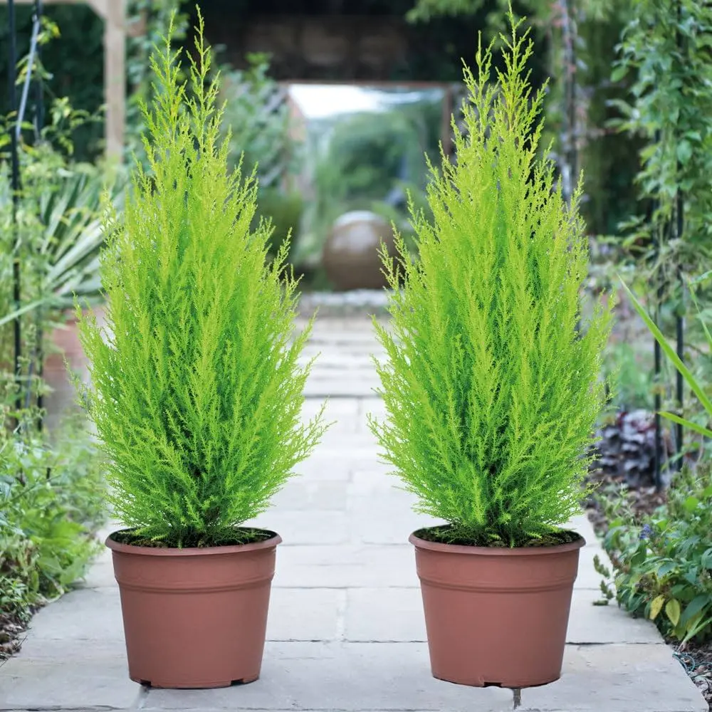 Lemon Cypress Tree 1.webp