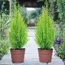 Lemon Cypress Tree 1.webp