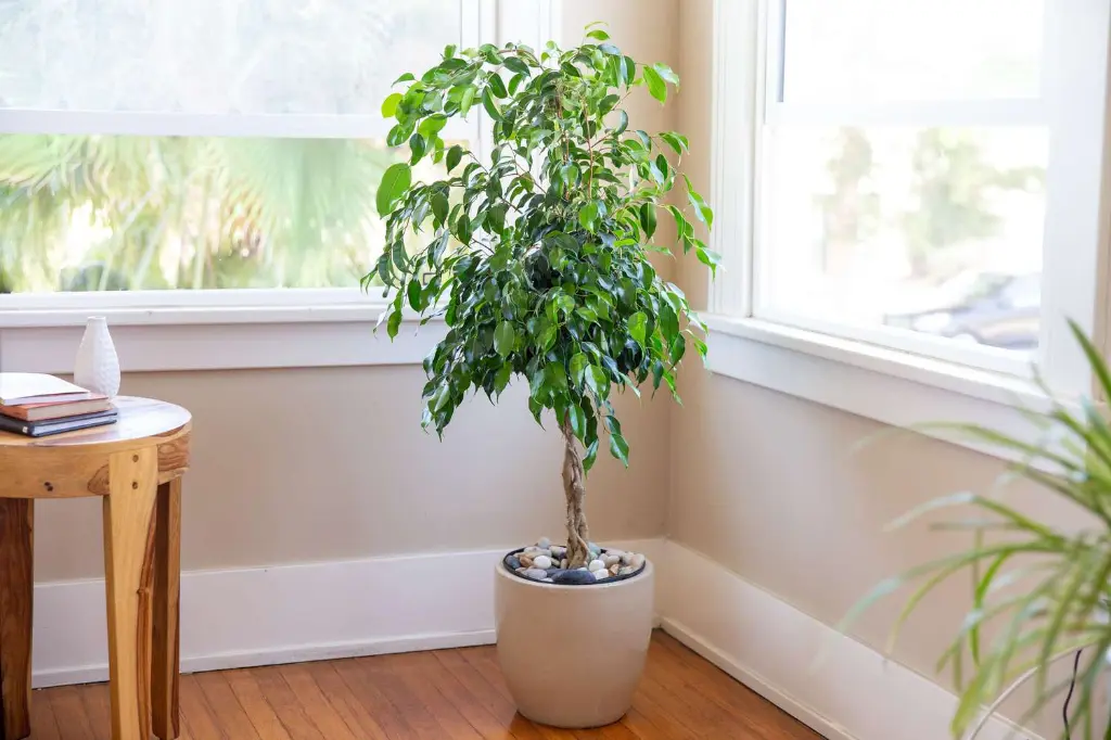 Weeping Fig Tree 1.webp