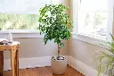Weeping Fig Tree 1.webp