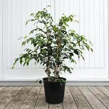 Weeping Fig Tree 2.webp
