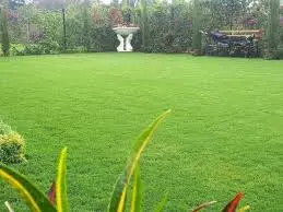 arabic grass 1.webp