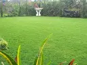 arabic grass 1.webp