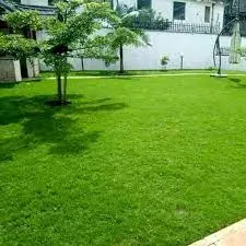 arabic grass 3.webp