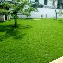 arabic grass 3.webp