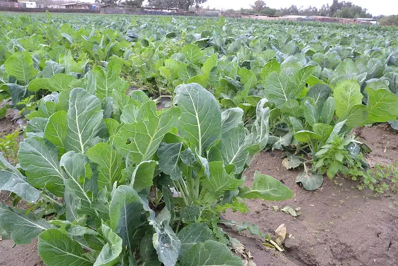 sukuma seedling 3.webp
