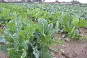 sukuma seedling 3.webp