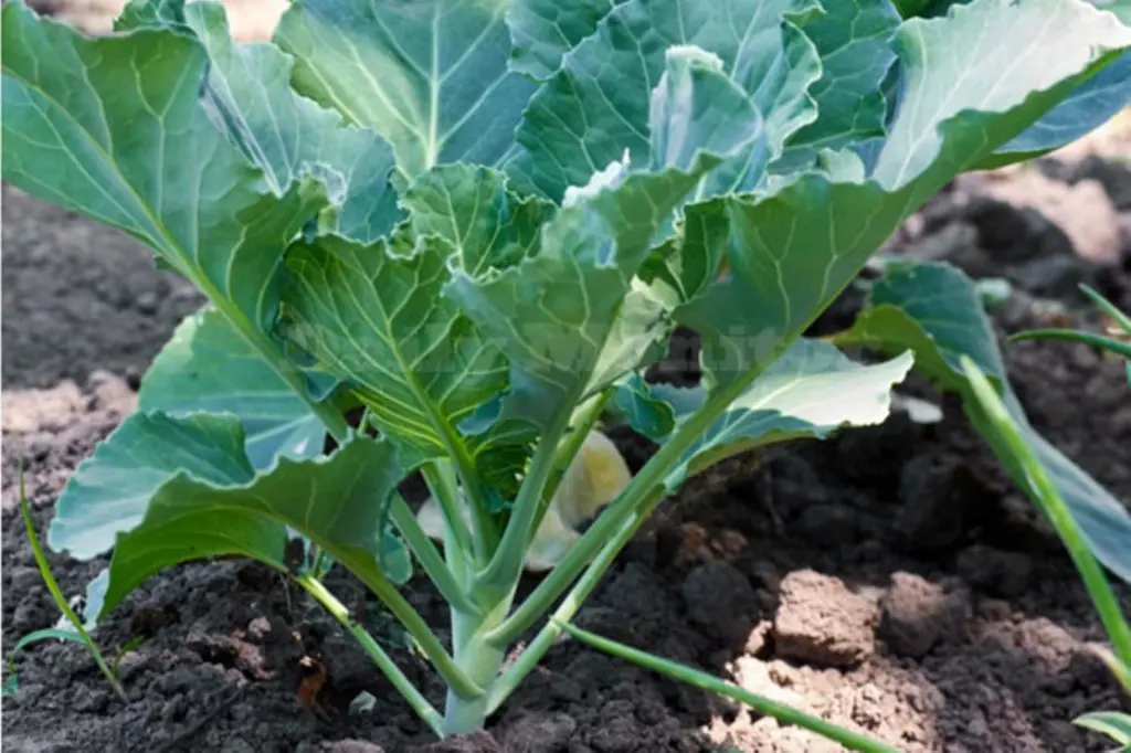 sukuma seedling.webp