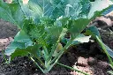 sukuma seedling.webp