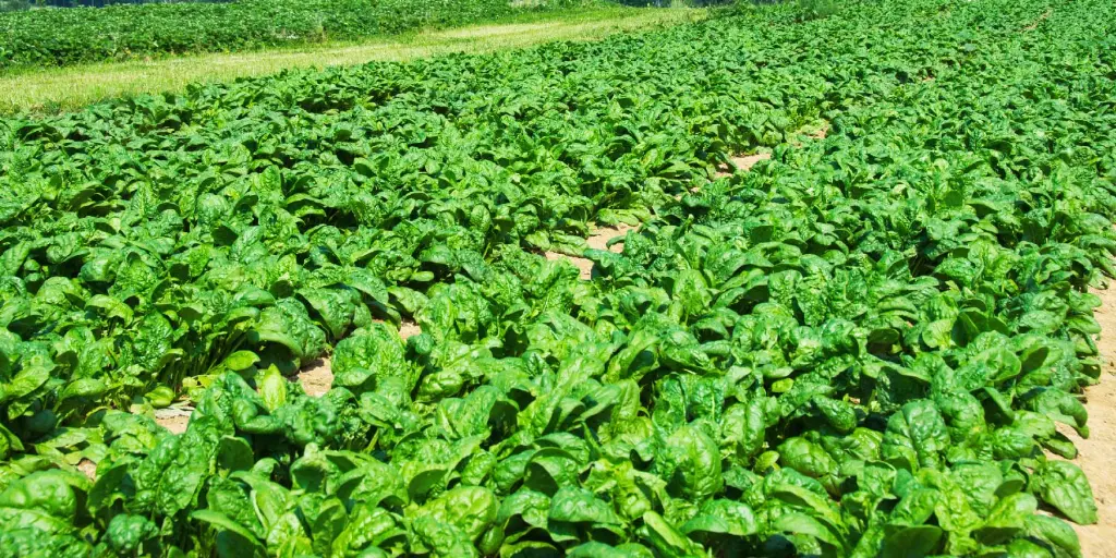 spinach 2.webp