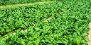 spinach 2.webp