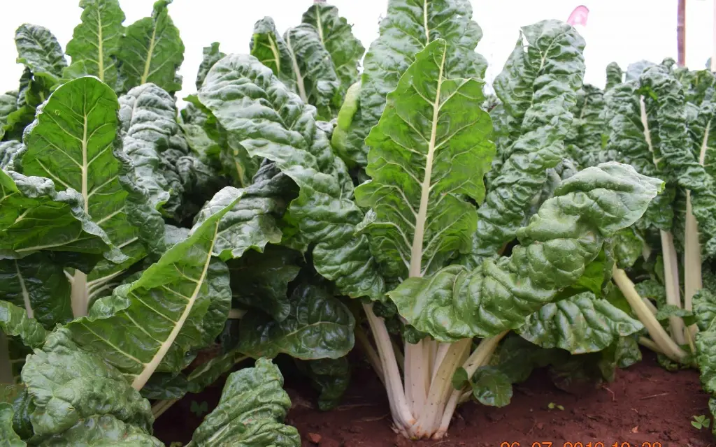 Spinach 3.webp