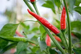 image_512