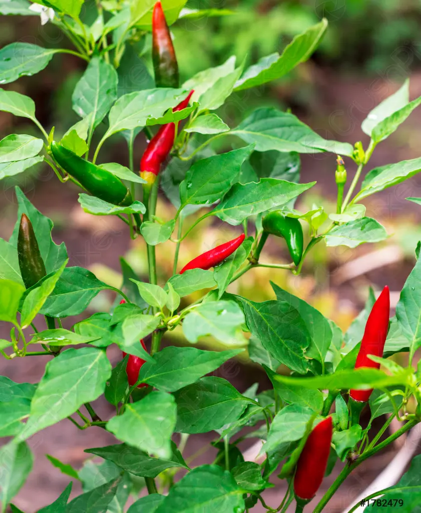 Red chillies 1.webp