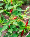 Red chillies 1.webp