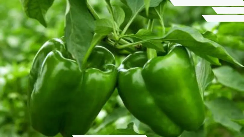 Capsicum 2.webp