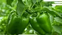 Capsicum 2.webp