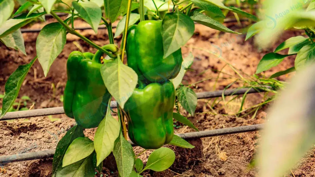 Capsicum 1.webp