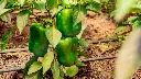 Capsicum 1.webp