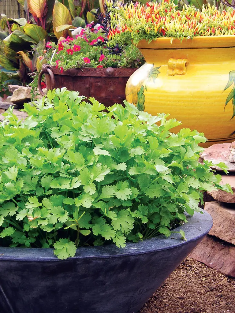 coriander.webp
