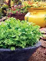 coriander.webp