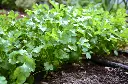 coriander 1.webp