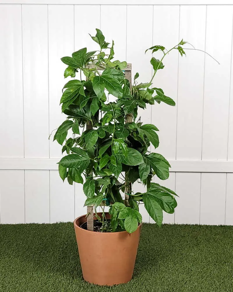 Purple passion fruit 1.webp