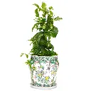 Purple passion fruit.webp