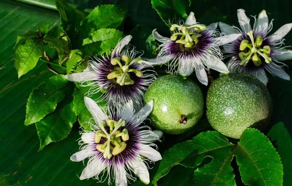 Purple passion fruit 3.webp