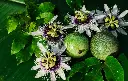 Purple passion fruit 3.webp