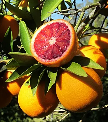 blood-orange.webp