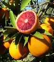 blood-orange.webp