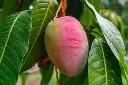 mango-apple 2.webp