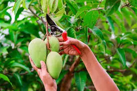 mango-apple 1.webp