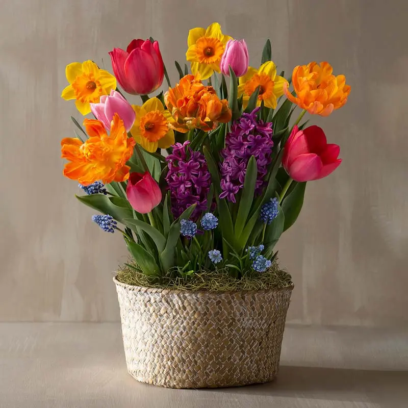 Purple Passion Bulb Garden 2.webp