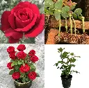 Ever Red 1.webp