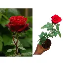 Ever Red 2.webp