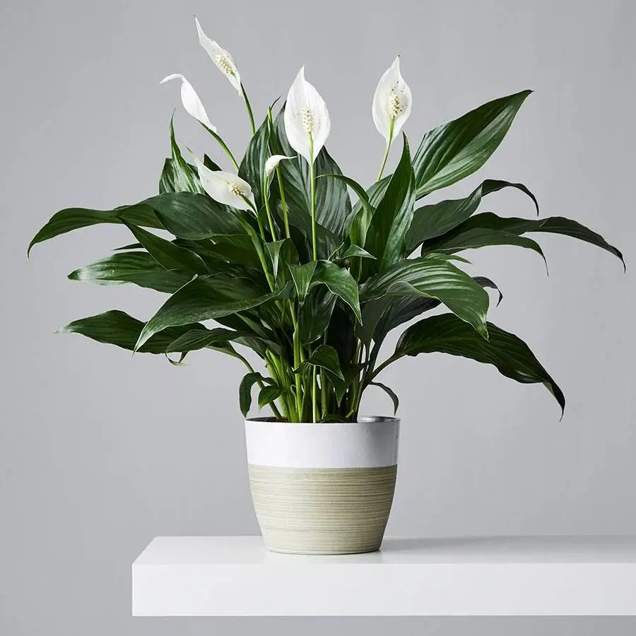 Peace lily.webp