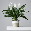 Peace lily.webp