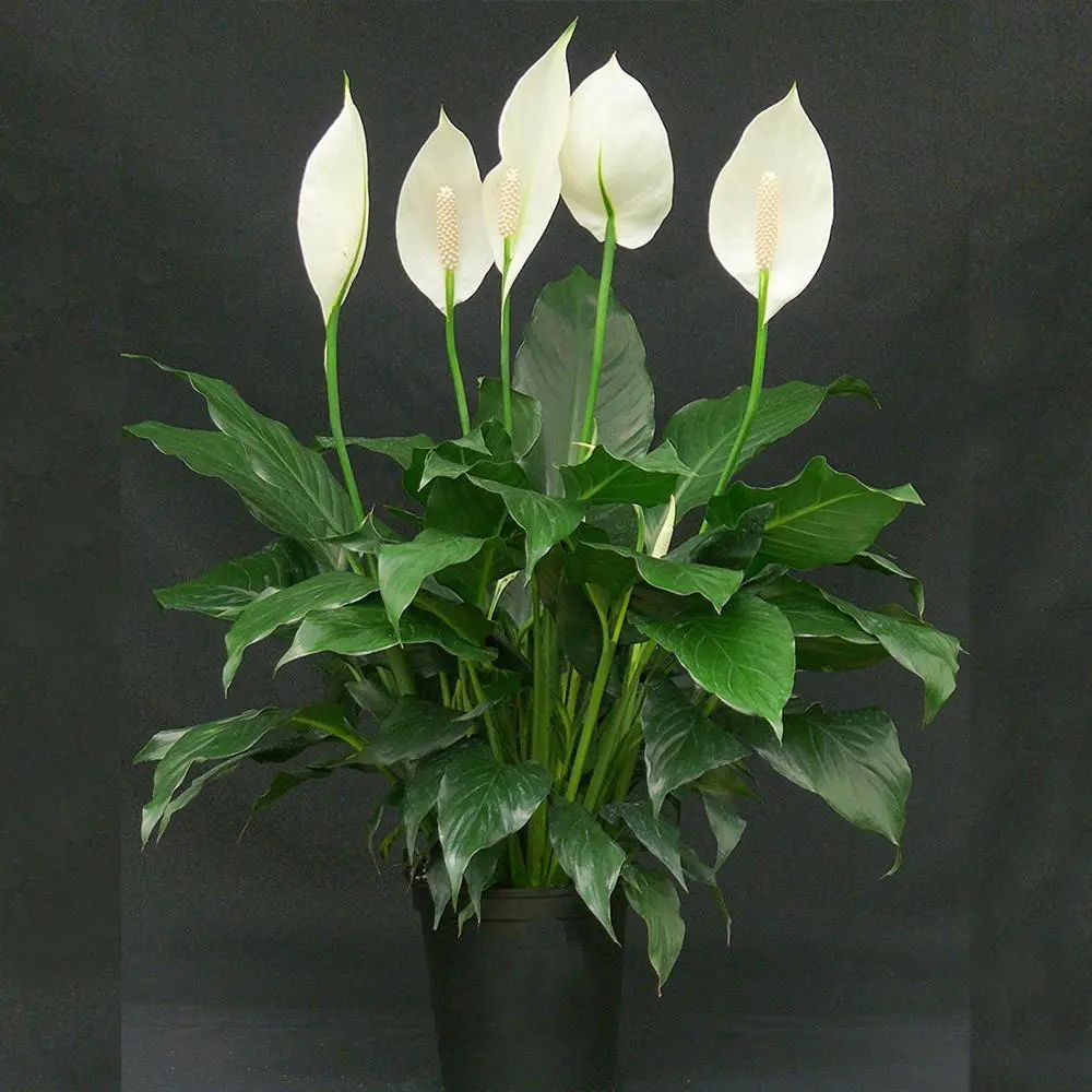 Peace lily 1.webp