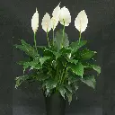 Peace lily 1.webp